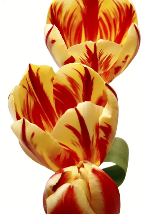 Framed Print : Tulips Print by ImageBROKER Framed Print : Tulips Print by ImageBROKER