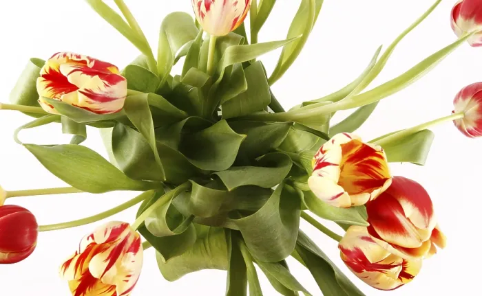 Framed Print : Tulips Print by ImageBROKER Framed Print : Tulips Print by ImageBROKER