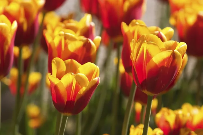 Framed Print : Tulips Print by ImageBROKER Framed Print : Tulips Print by ImageBROKER