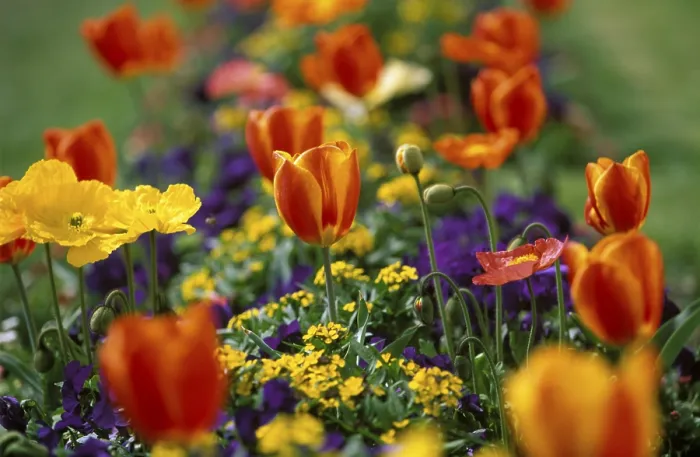 Framed Print : Tulips Print by ImageBROKER Framed Print : Tulips Print by ImageBROKER