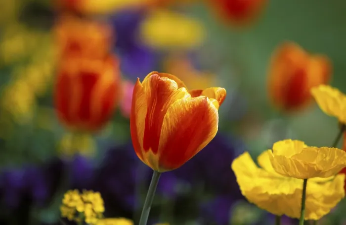 Framed Print : Tulips Print by ImageBROKER Framed Print : Tulips Print by ImageBROKER