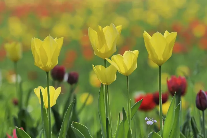 Framed Print : Tulips Print by ImageBROKER Framed Print : Tulips Print by ImageBROKER
