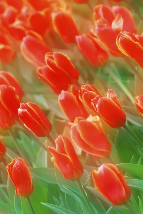 Framed Print : Tulips Print by ImageBROKER Framed Print : Tulips Print by ImageBROKER
