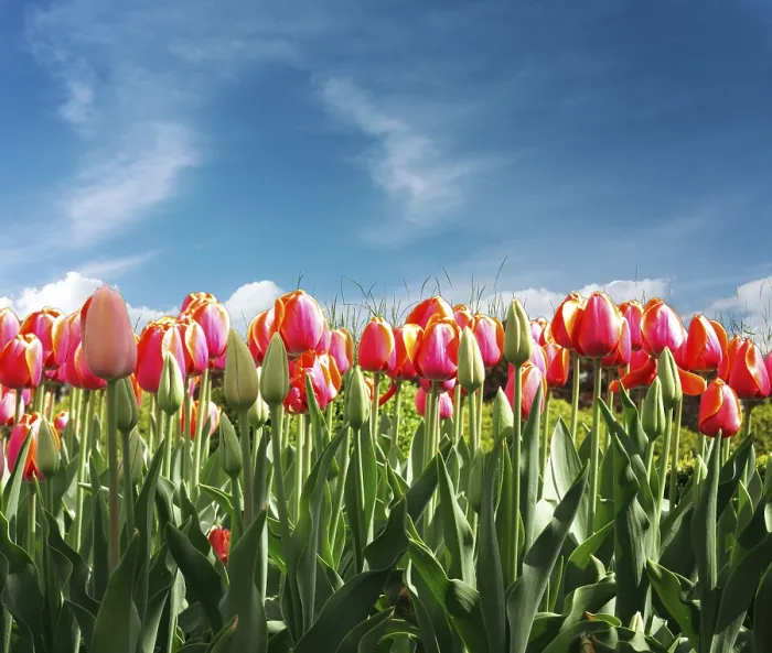 Framed Print : Tulips Print by ImageBROKER Framed Print : Tulips Print by ImageBROKER