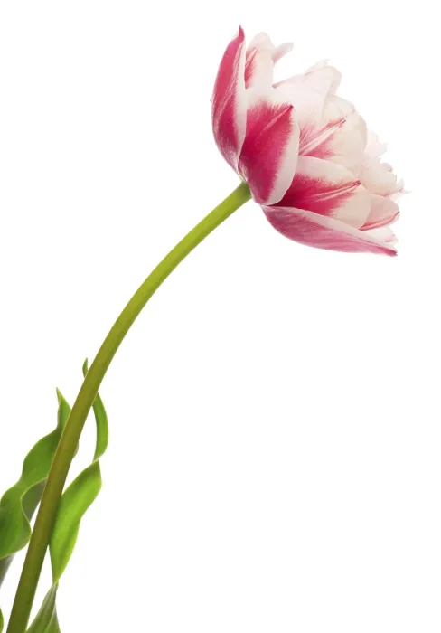 Framed Print : Tulips Print by ImageBROKER Framed Print : Tulips Print by ImageBROKER