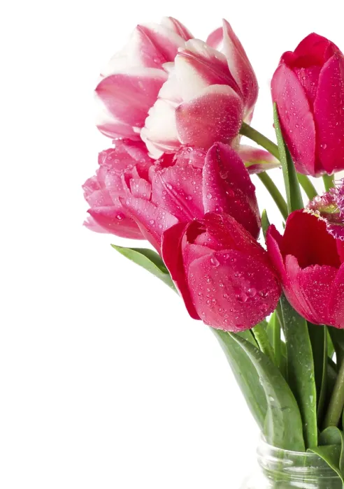 Framed Print : Tulips Print by ImageBROKER Framed Print : Tulips Print by ImageBROKER
