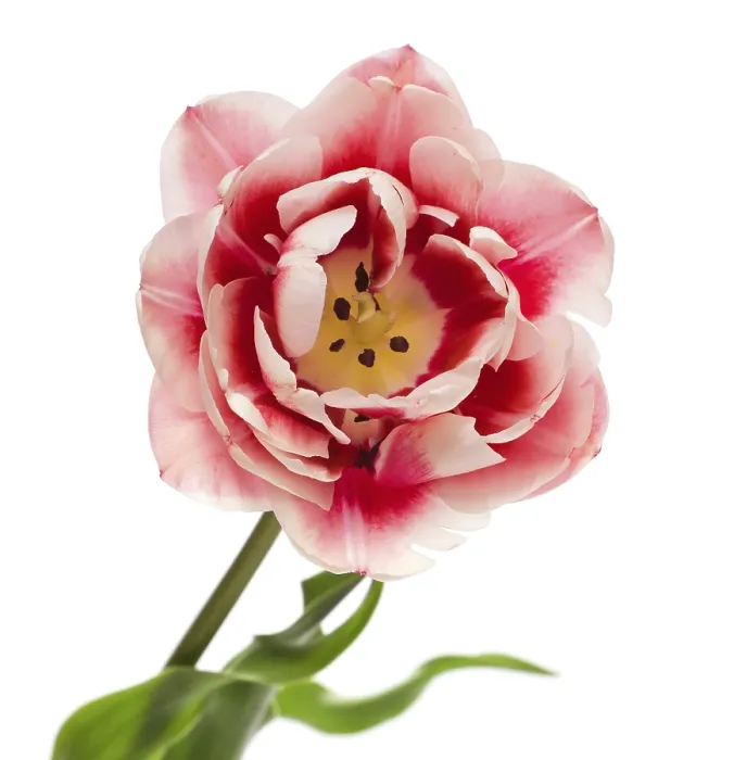 Framed Print : Tulips Print by ImageBROKER Framed Print : Tulips Print by ImageBROKER