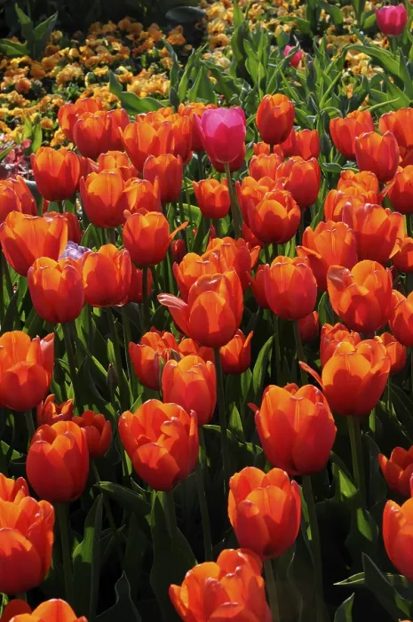 Framed Print : Tulips Print by ImageBROKER Framed Print : Tulips Print by ImageBROKER