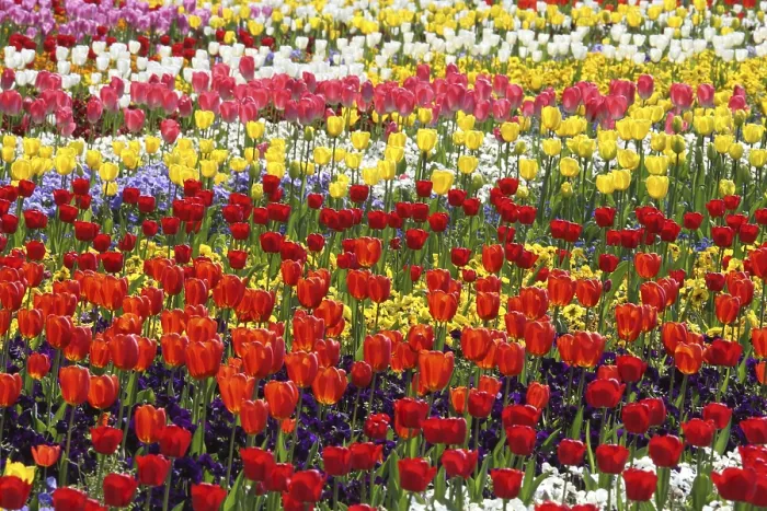 Framed Print : Tulips Print by ImageBROKER Framed Print : Tulips Print by ImageBROKER