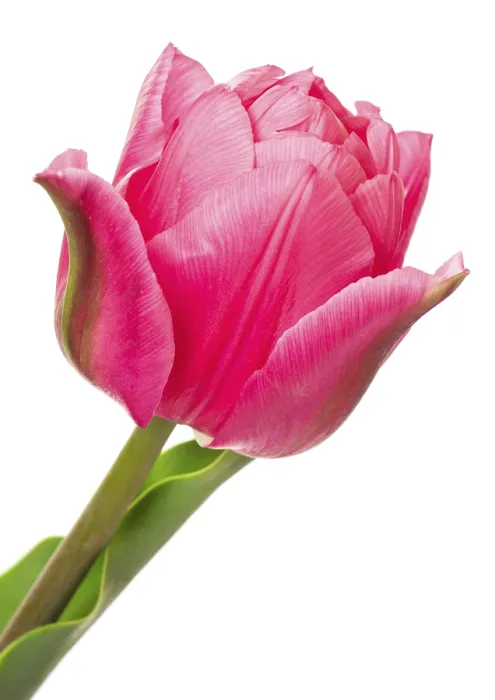 Framed Print : Tulips Print by ImageBROKER Framed Print : Tulips Print by ImageBROKER