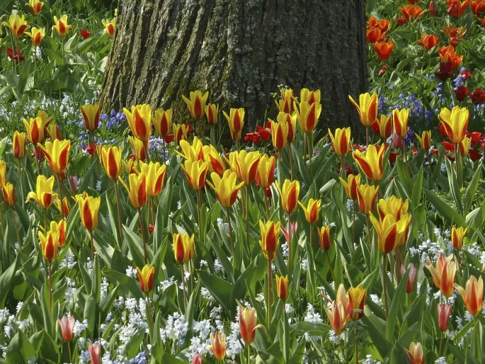 Framed Print : Tulips Print by ImageBROKER Framed Print : Tulips Print by ImageBROKER