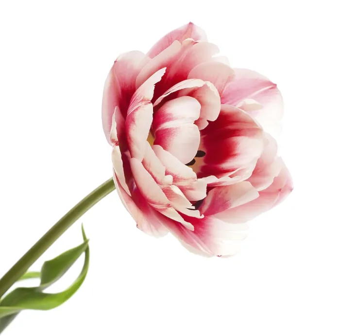 Framed Print : Tulips Print by ImageBROKER Framed Print : Tulips Print by ImageBROKER