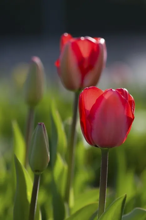 Framed Print : Tulips in Backlight Print Framed Print : Tulips in Backlight Print