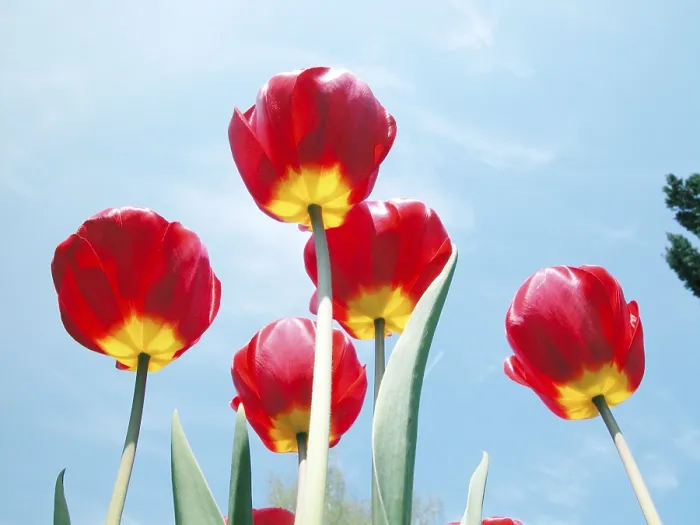 Framed Print : Tulips from the Bottom-Up Print Framed Print : Tulips from the Bottom-Up Print