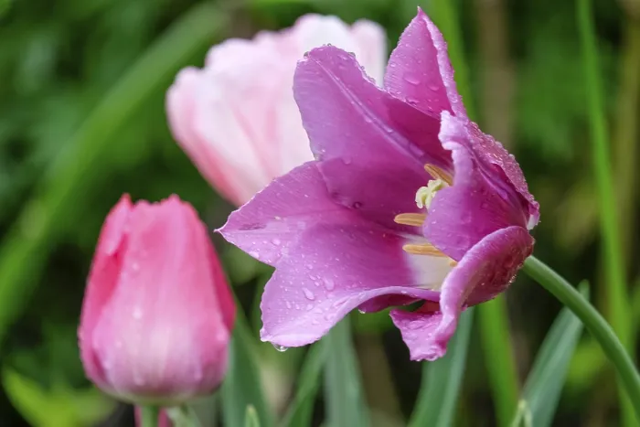 Framed Print : Tulips with Raindrops Print Framed Print : Tulips with Raindrops Print