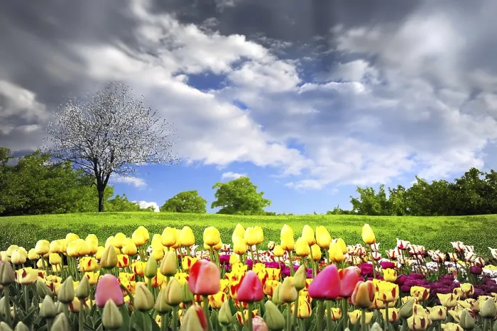 Framed Print : Tulips in a Spring Meadow Print Framed Print : Tulips in a Spring Meadow Print