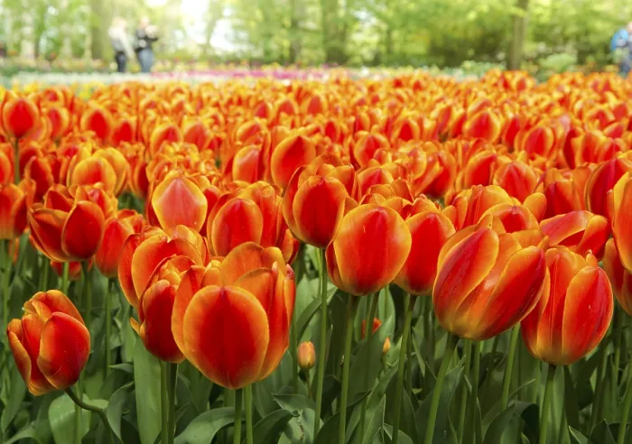 Framed Print : Print of Tulips (Tulipa) in Bloom Framed Print : Print of Tulips (Tulipa) in Bloom