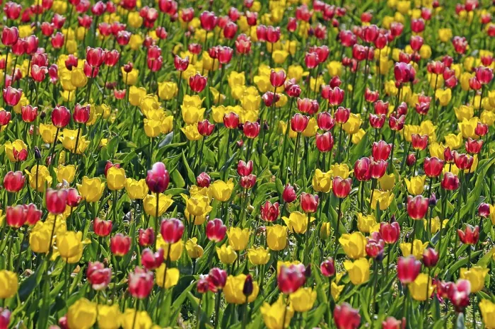 Framed Print : Tulips Print - Tulipa spp Framed Print : Tulips Print - Tulipa spp