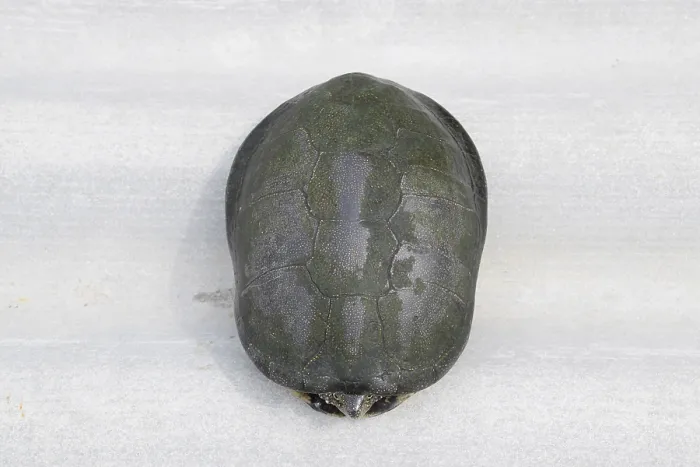 Framed Print : Print of an Ordinary River Tortoise Hiding in its Shell Framed Print : Print of an Ordinary River Tortoise Hiding in its Shell