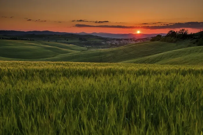 Framed Print : Tuscan Landscape with Cornfield Print, Val d'Orcia, Italy Framed Print : Tuscan Landscape with Cornfield Print, Val d'Orcia, Italy