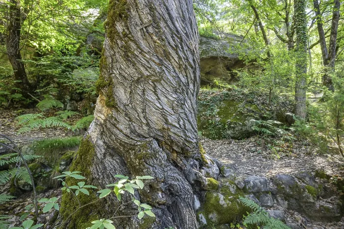 Framed Print : Twisted Tree Trunk Print, Alpes-de-Haute-Provence, France