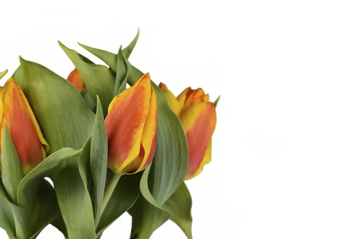 Framed Print : Two-Colored Tulipa Flair Print Framed Print : Two-Colored Tulipa Flair Print