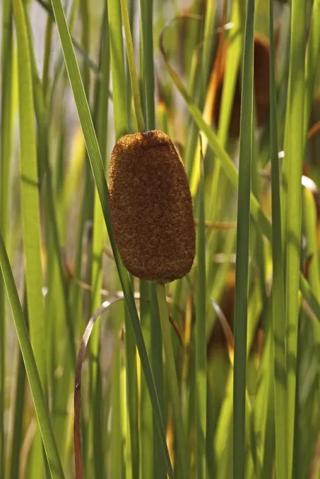 Framed Print : Typha minima Print - Dwarf Cattail Framed Print : Typha minima Print - Dwarf Cattail