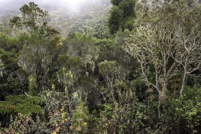 Framed Print : Typical Dense Vegetation in Cloud Forest Print Framed Print : Typical Dense Vegetation in Cloud Forest Print