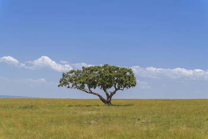 Framed Print : Typical savannah landscape with tree Print, Masai Mara National Reserve, Kenya Framed Print : Typical savannah landscape with tree Print, Masai Mara National Reserve, Kenya