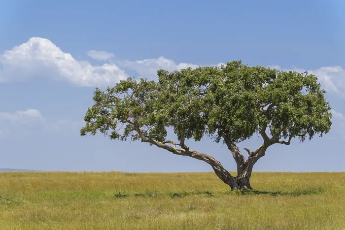 Framed Print : Typical savannah landscape with tree Print, Masai Mara National Reserve, Kenya Framed Print : Typical savannah landscape with tree Print, Masai Mara National Reserve, Kenya