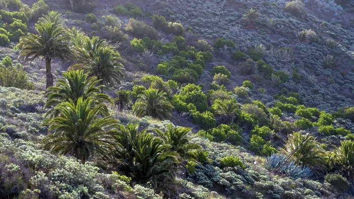 Framed Print : Typical Vegetation with Palm Trees Print, La Gomera Framed Print : Typical Vegetation with Palm Trees Print, La Gomera