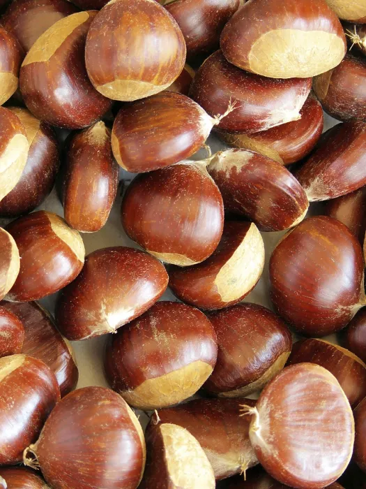 Framed Print : Uncounted Chestnuts Full Size Print Framed Print : Uncounted Chestnuts Full Size Print