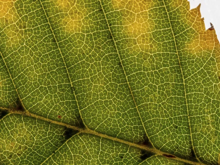 Framed Print : Autumn Leaf Print: Veins and Cells in Colour Framed Print : Autumn Leaf Print: Veins and Cells in Colour