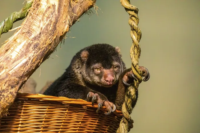 Framed Print : Bear Cuscus Print - Sulawesi Island Marsupial Framed Print : Bear Cuscus Print - Sulawesi Island Marsupial