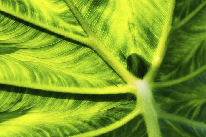 Framed Print : Print of a Leaf's Under Side Framed Print : Print of a Leaf's Under Side