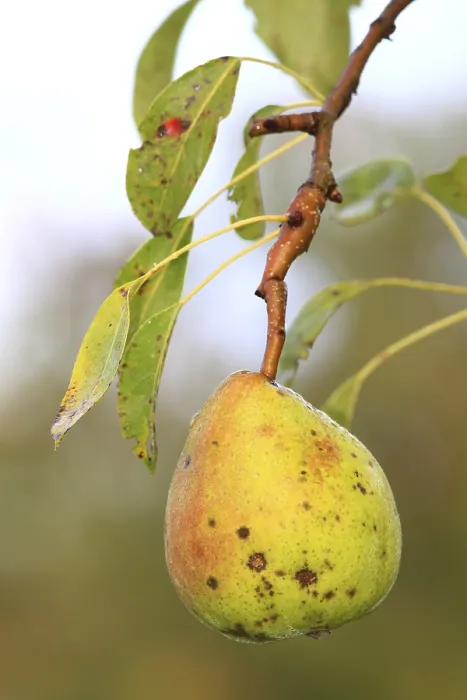 Framed Print : Untreated Pear on Tree Print Framed Print : Untreated Pear on Tree Print