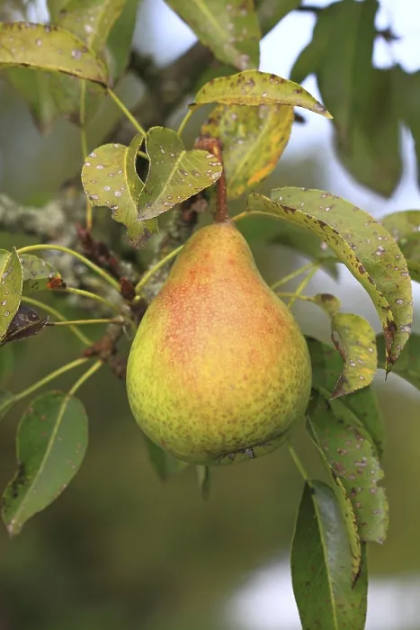Framed Print : Untreated Pear on Tree Print Framed Print : Untreated Pear on Tree Print