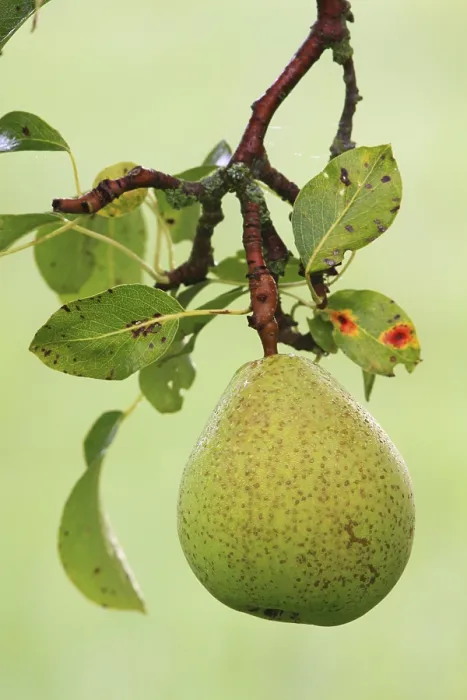 Framed Print : Untreated Pear Growing on a Tree Print Framed Print : Untreated Pear Growing on a Tree Print