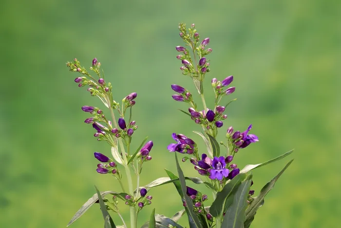 Framed Print : Upright Bearded Thread (Penstemon strictus) Print - Germany Framed Print : Upright Bearded Thread (Penstemon strictus) Print - Germany
