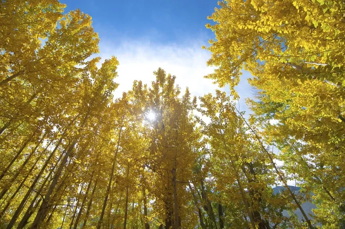 Framed Print : Aspen Trees in Autumn, Leh District Print Framed Print : Aspen Trees in Autumn, Leh District Print
