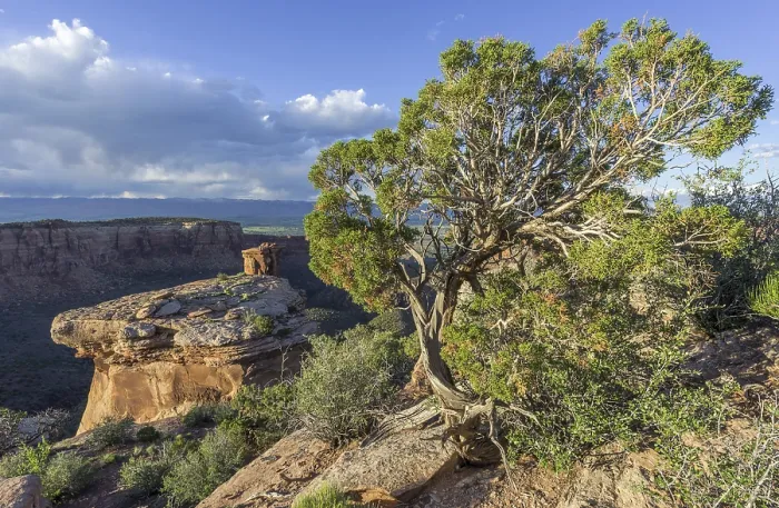 Framed Print : Utah Juniper Print: Monument Canyon Evening Light Framed Print : Utah Juniper Print: Monument Canyon Evening Light