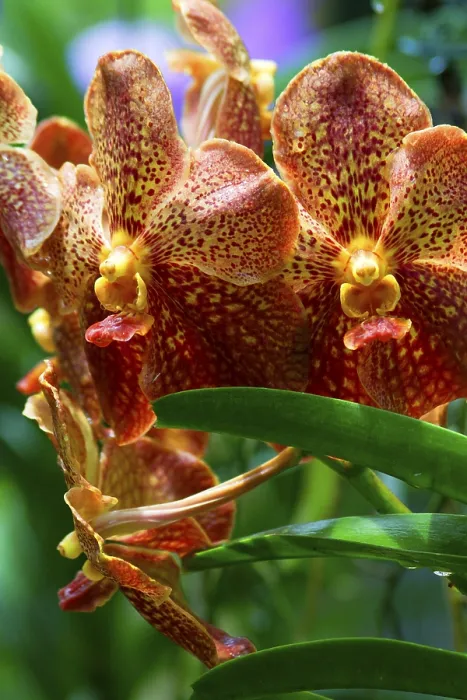 Framed Print : Vanda Orchid Print