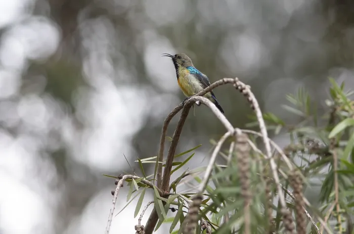 Framed Print : Variable Sunbird Print, Musanze Rwanda Framed Print : Variable Sunbird Print, Musanze Rwanda