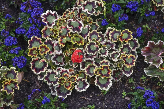 Framed Print : Variegated Geranium Print, Upper Franconia, Germany