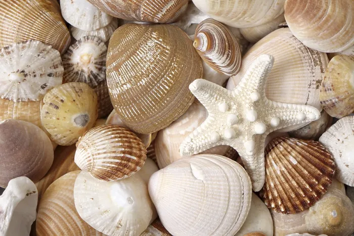 Framed Print : Various Seashells with Starfish Print, Germany Framed Print : Various Seashells with Starfish Print, Germany