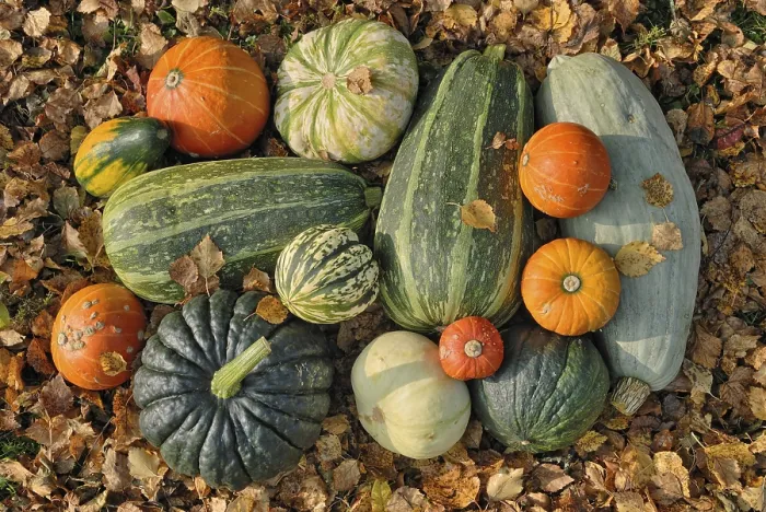 Framed Print : Autumn Squashes Print Framed Print : Autumn Squashes Print