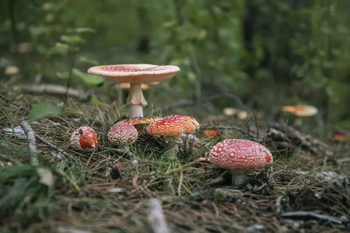 Framed Print : Various Toadstools on a Forest Floor Print Framed Print : Various Toadstools on a Forest Floor Print