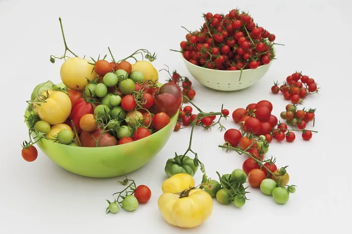 Framed Print : Tomato Varieties Print Framed Print : Tomato Varieties Print