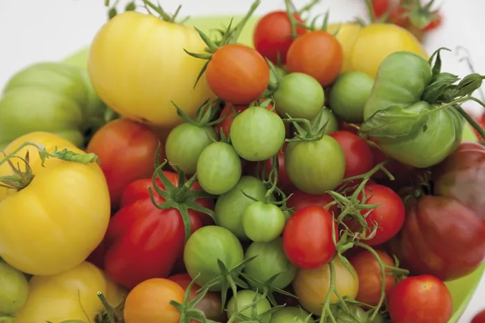 Framed Print : Colorful Tomato Varieties Print Framed Print : Colorful Tomato Varieties Print
