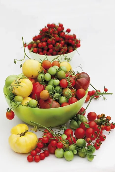 Framed Print : Diverse Tomato Varieties Print Framed Print : Diverse Tomato Varieties Print